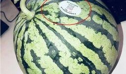 吃瓜八卦网红叫什么,揭秘网红“吃瓜八卦”背后的故事